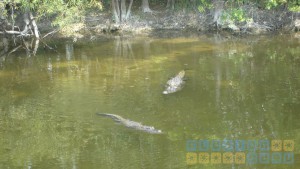 Florida Alligator im Big Cypress National Preserve
